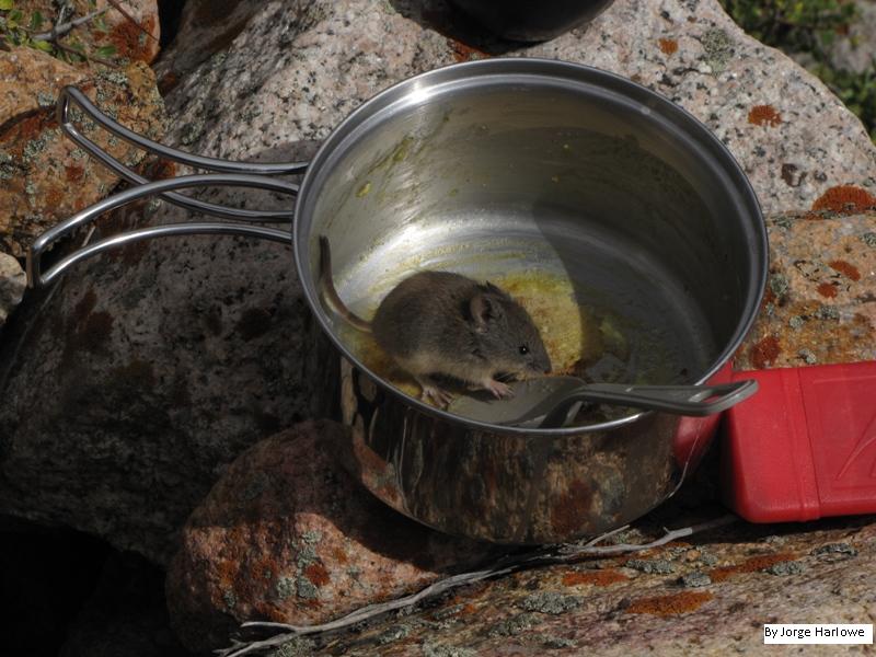 Ratonsito en Arenales